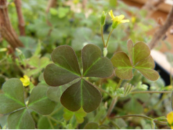 Oxalis sauvage (petites feuilles)