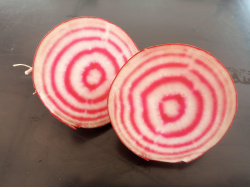 Betterave Chioggia