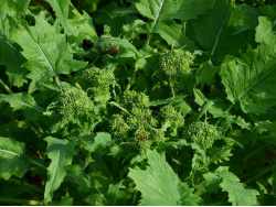 Chou broccoletto vert / brocoli-rave