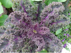 Chou kale