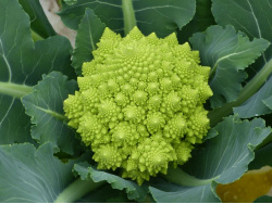 Chou romanesco