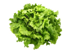 Salade laitue
