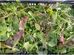 Mesclun maison