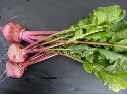 Navet rouge Scarlet (chair blanche)