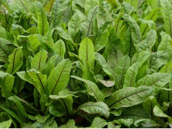 Oseille sanguine
