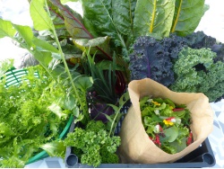 Panier légumes et aromates de saison