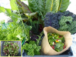 Panier légumes et aromates de saison + barquette de micropousses