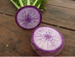 Radis asiatique violet