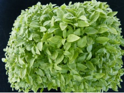 Basilic citron