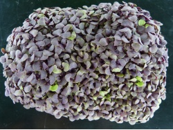 Basilic pourpre