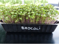 Brocoli
