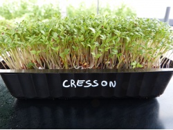 Cresson