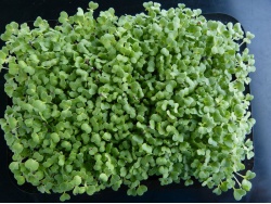 Mizuna verte