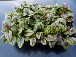Oseille sanguine