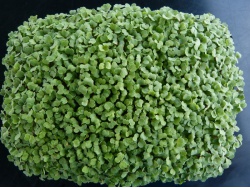 Roquette
