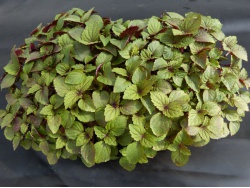 Shiso bicolore