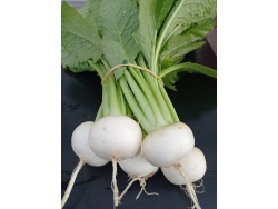 Mini navet blanc