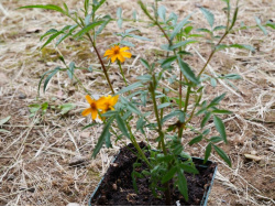 Plant Tagète lemmonii