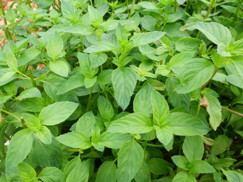 Menthe ananas