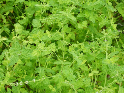 Menthe fraise