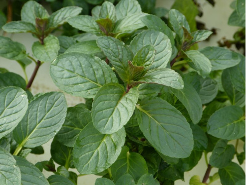 Menthe polaire