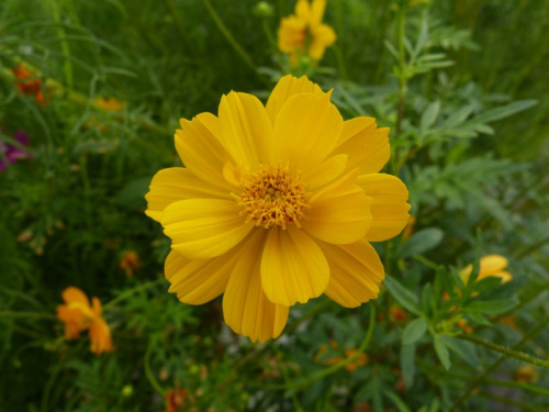 Cosmos