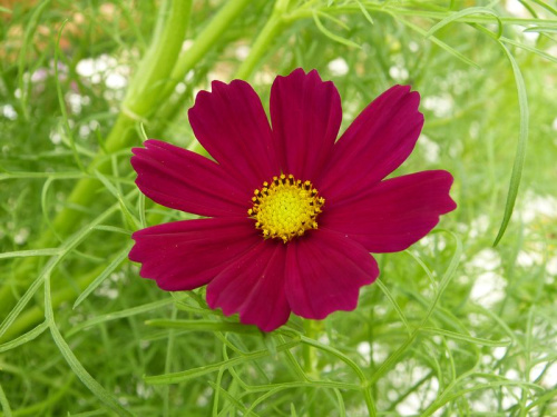 Cosmos