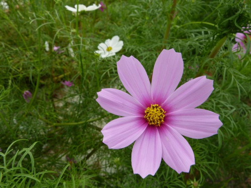 Cosmos