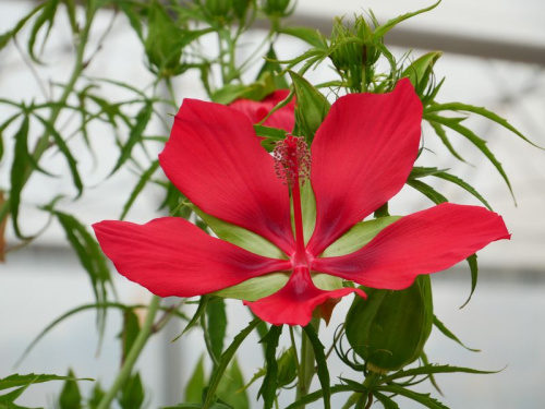 Hibiscus géant