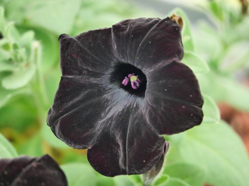 Pétunia (noir et/ou blanc)
