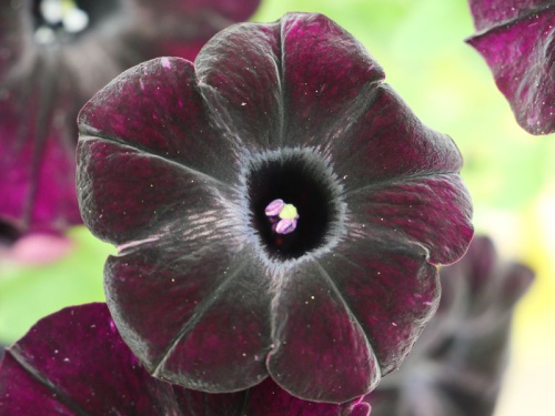 Pétunia (noir et/ou blanc)