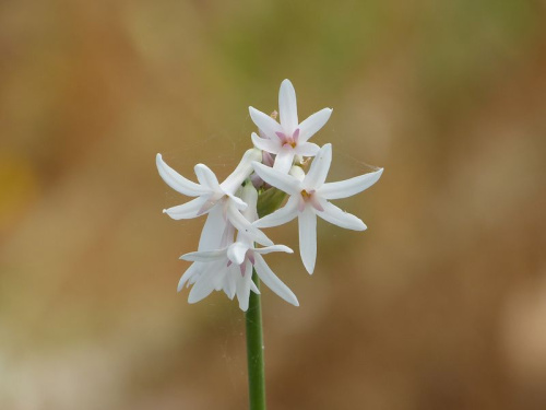 Tulbaghia (ail africain)