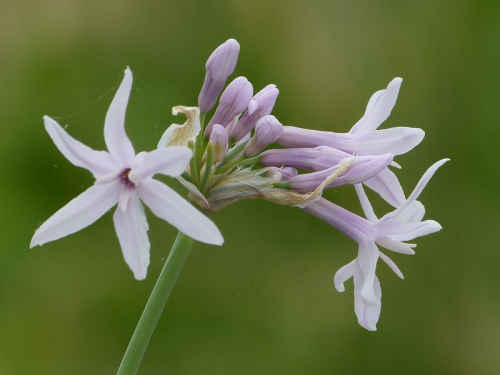 Tulbaghia (ail africain)