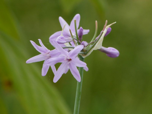 Tulbaghia (ail africain)