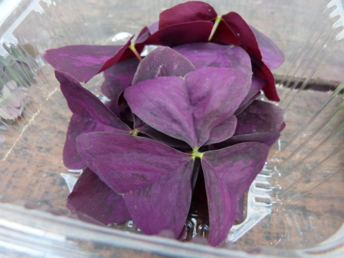 Oxalis triangularis pourpre