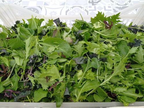 Mesclun maison