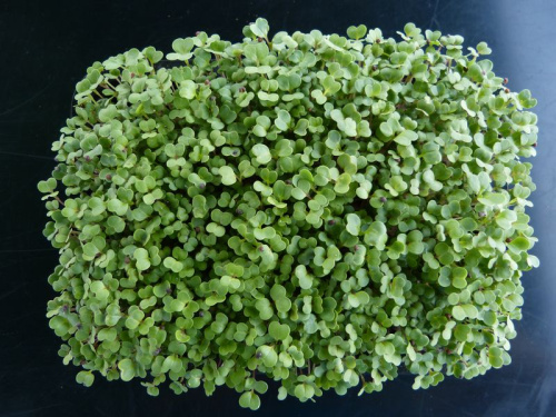 Brocoli