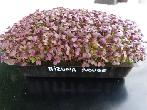 Mizuna rouge