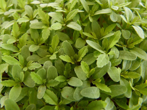 Tagète minuta