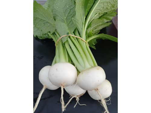Mini navet blanc