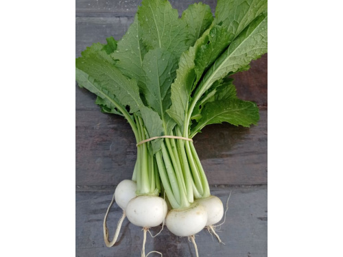 Mini navet blanc