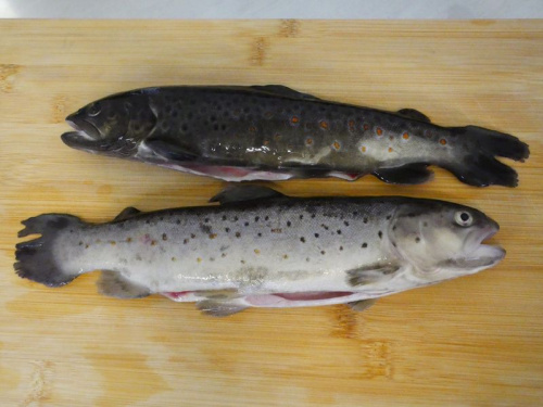 Truite portion Fario éviscérée
