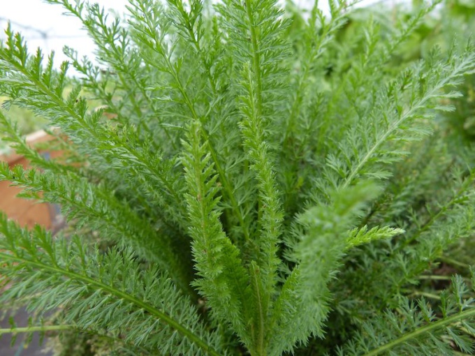 Achillée millefeuille (feuille)