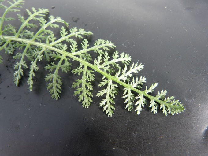 Achillée millefeuille (feuille)
