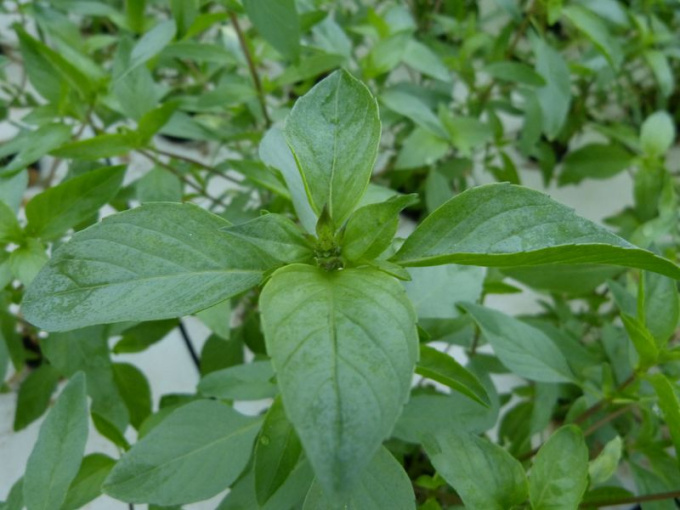 Basilic cannelle
