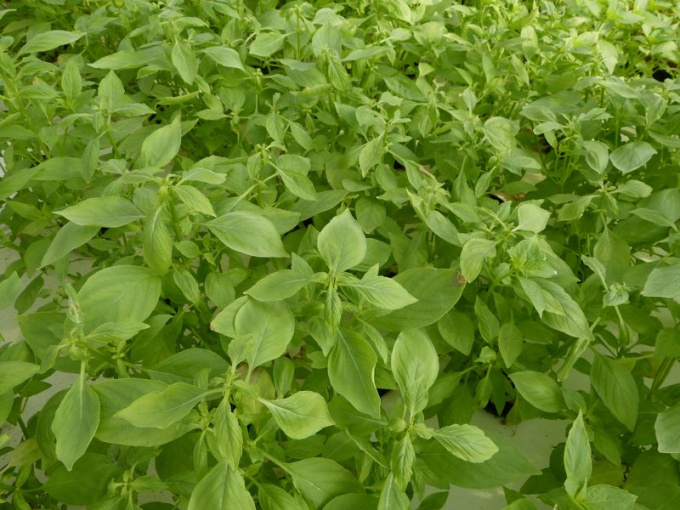 Basilic citron