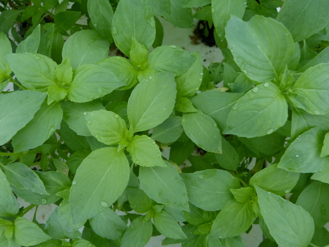 Basilic citron