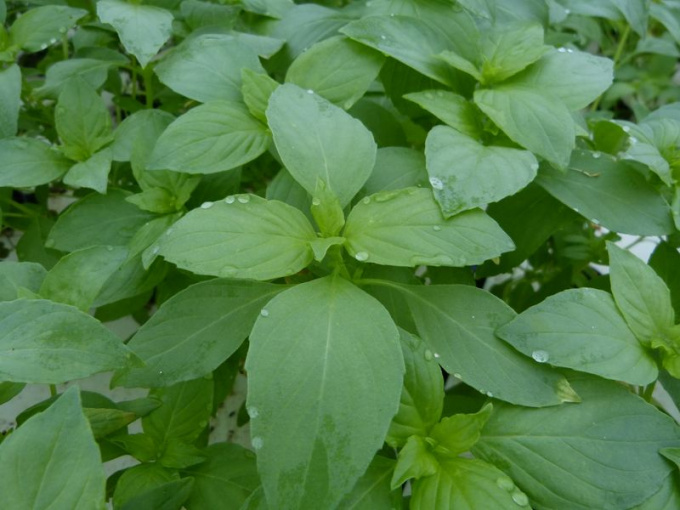 Basilic citron