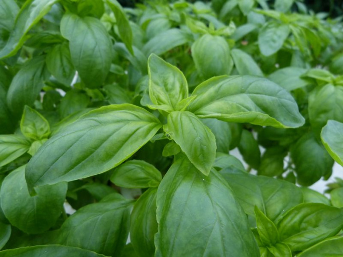 Basilic grand vert / Genovese