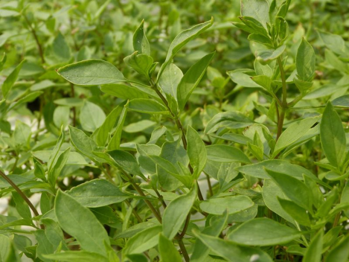 Basilic thaï